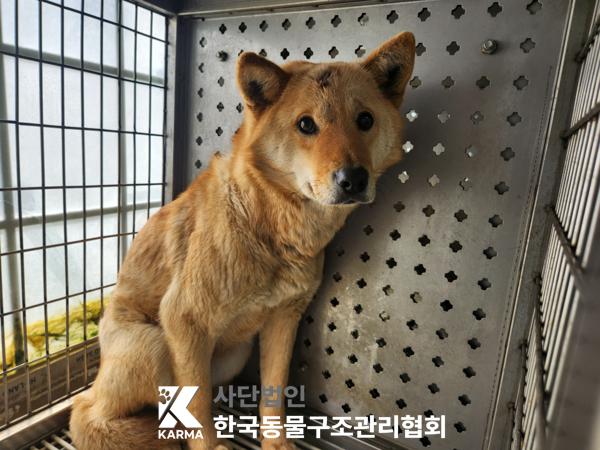 보호중 믹스견의 가…